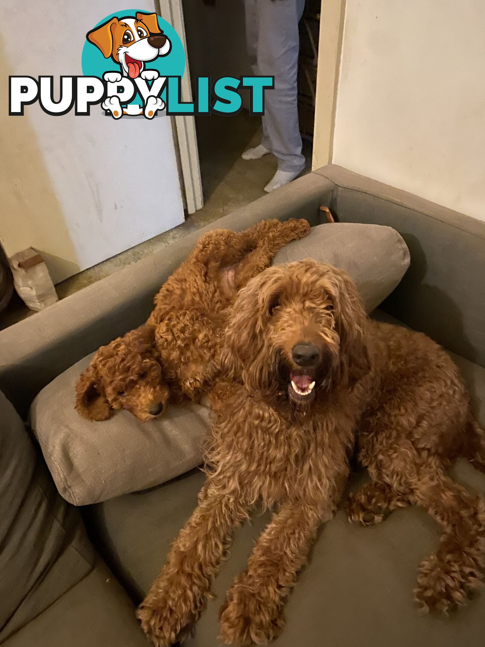 Irishoodle ..red setter x poodle(colourlocked) Ph0468341924