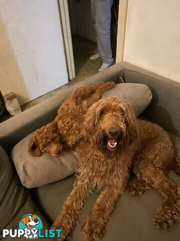 Irishoodle ..red setter x poodle(colourlocked) Ph0468341924