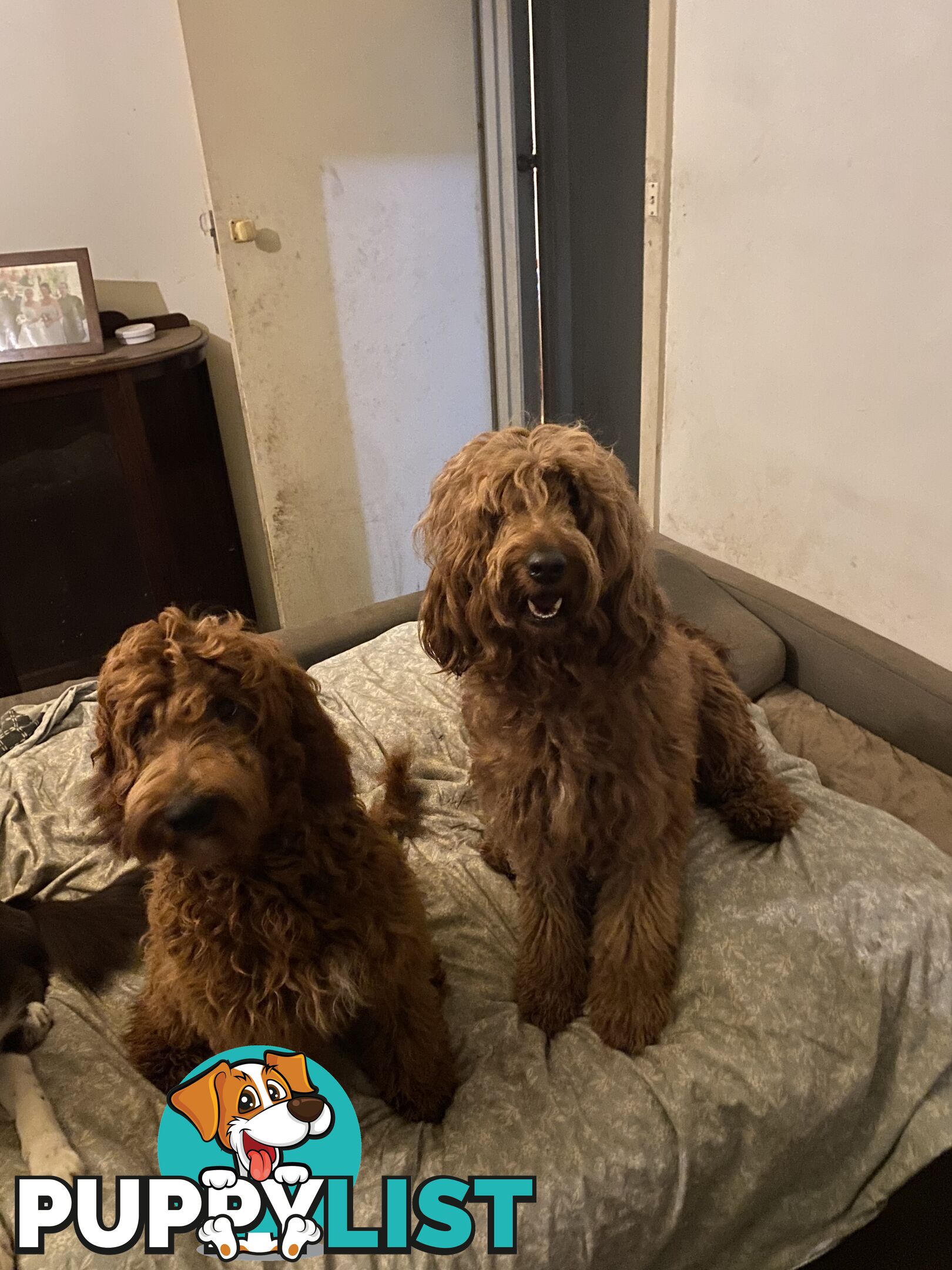 Irishoodle ..red setter x poodle(colourlocked) Ph0468341924