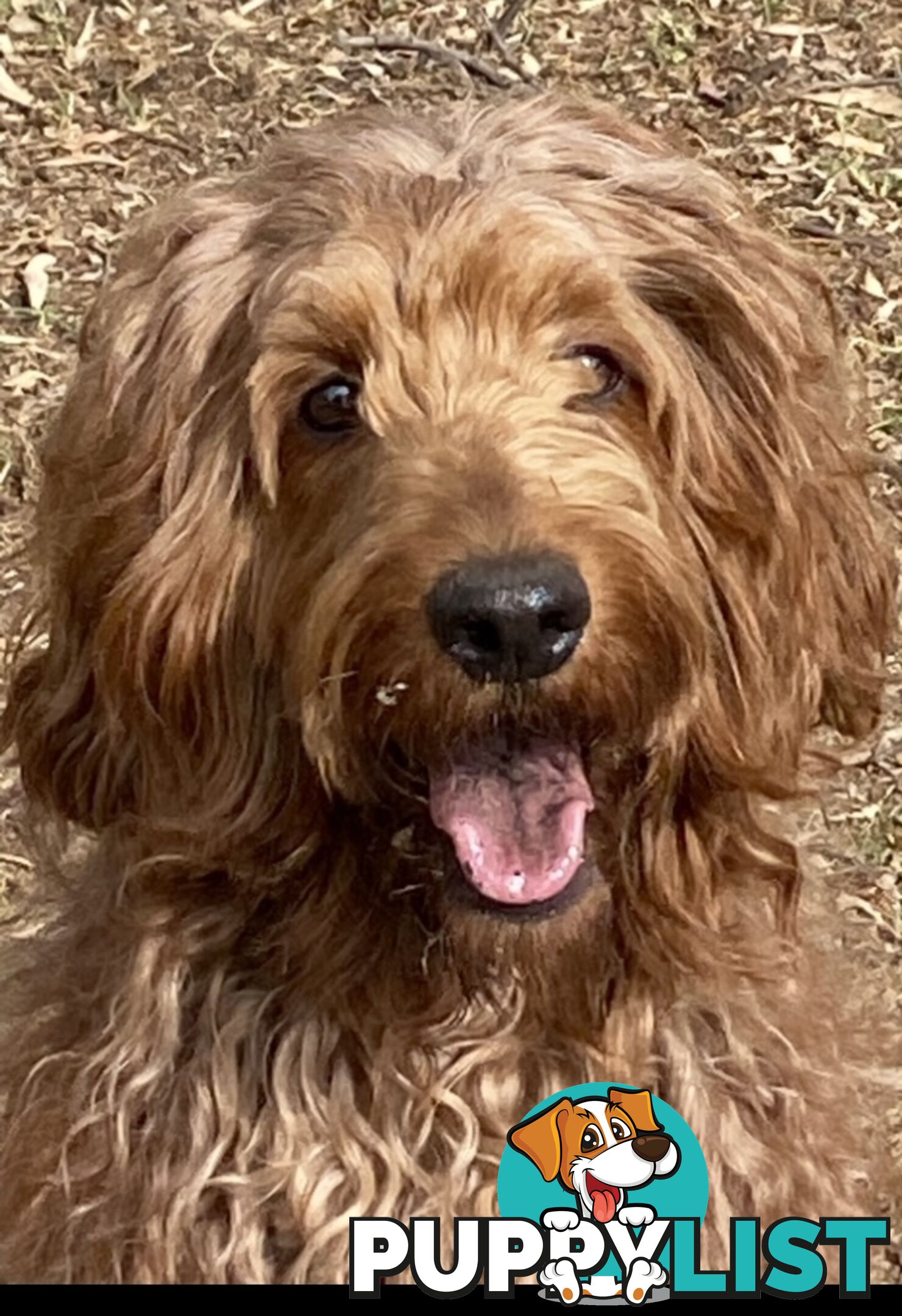 Irishoodle ..red setter x poodle(colourlocked) Ph0468341924