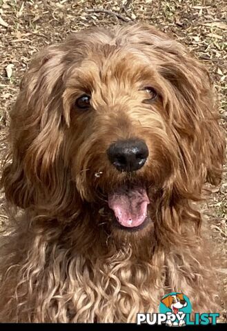 Irishoodle ..red setter x poodle(colourlocked) Ph0468341924