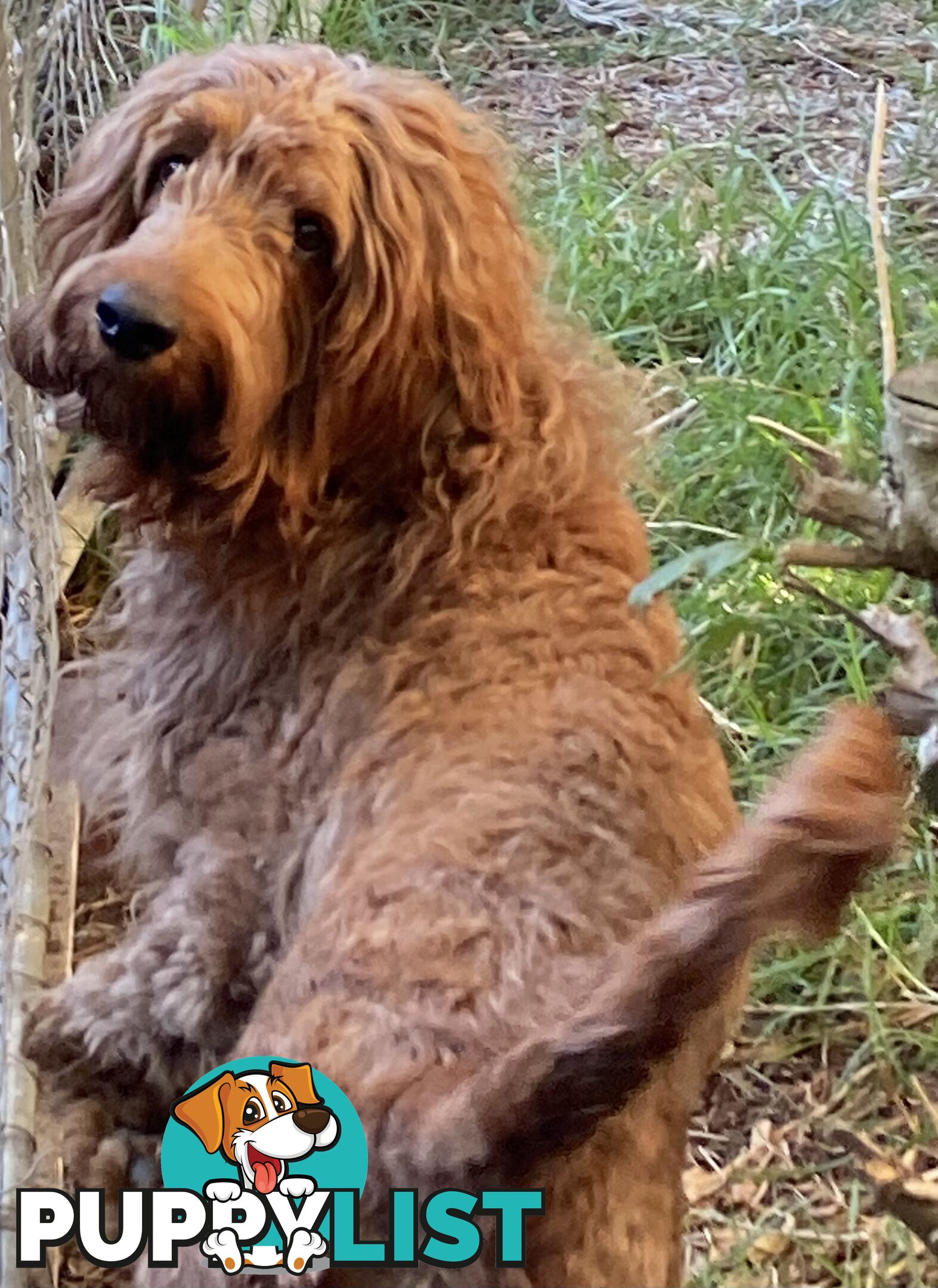 Irishoodle ..red setter x poodle(colourlocked) Ph0468341924