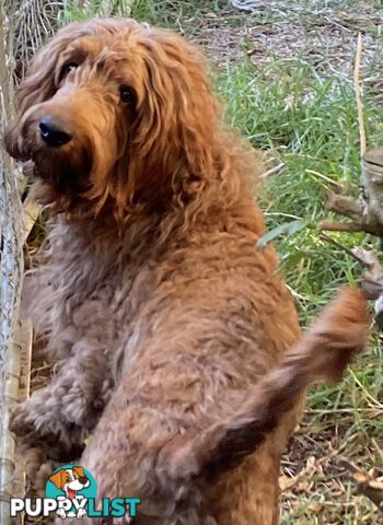 Irishoodle ..red setter x poodle(colourlocked) Ph0468341924