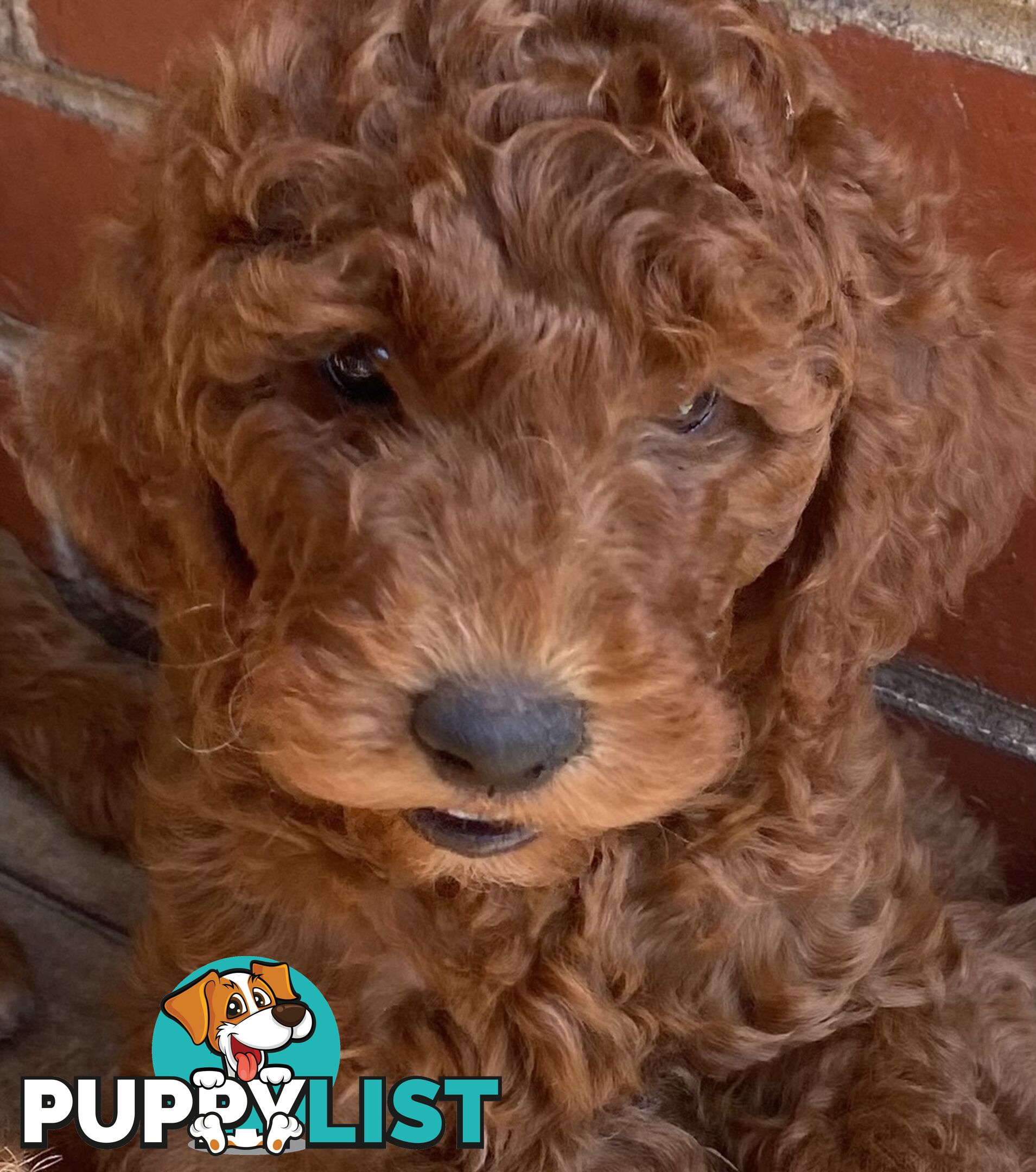 Irishoodle ..red setter x poodle(colourlocked) Ph0468341924