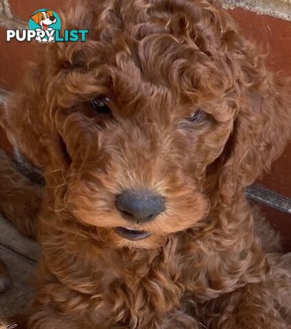 Irishoodle ..red setter x poodle(colourlocked) Ph0468341924