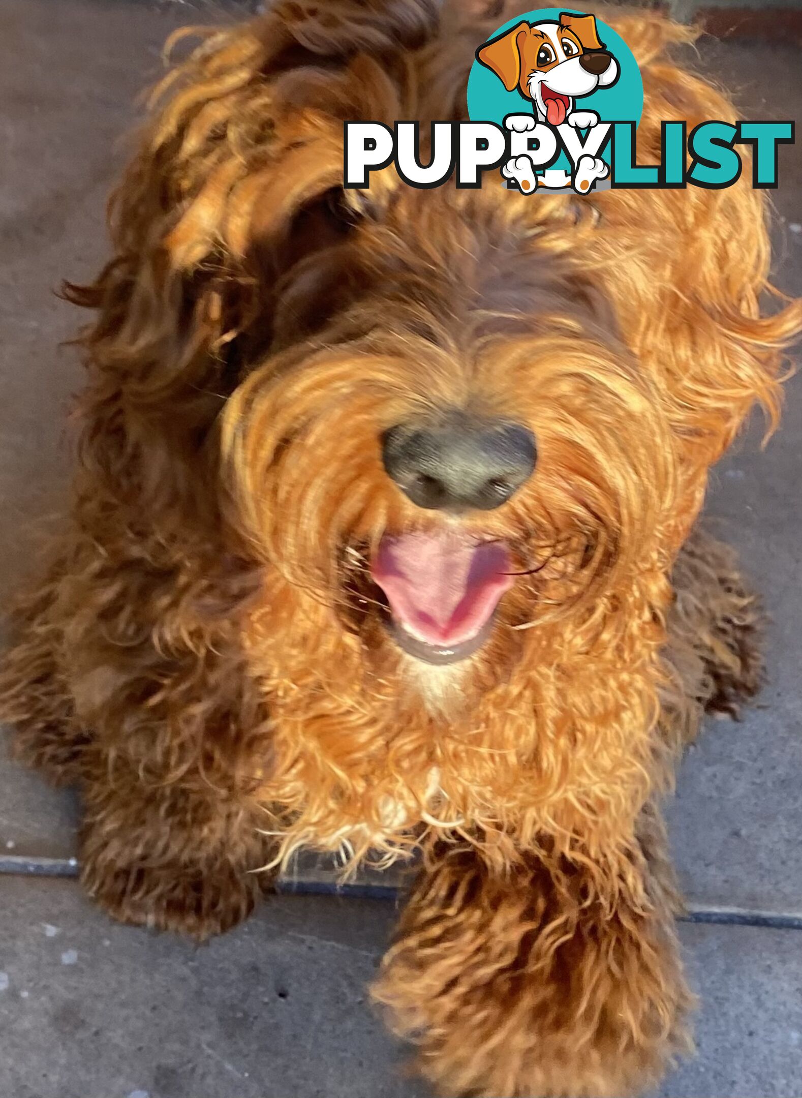Irishoodle ..red setter x poodle(colourlocked) Ph0468341924