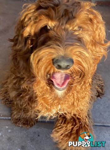 Irishoodle ..red setter x poodle(colourlocked) Ph0468341924