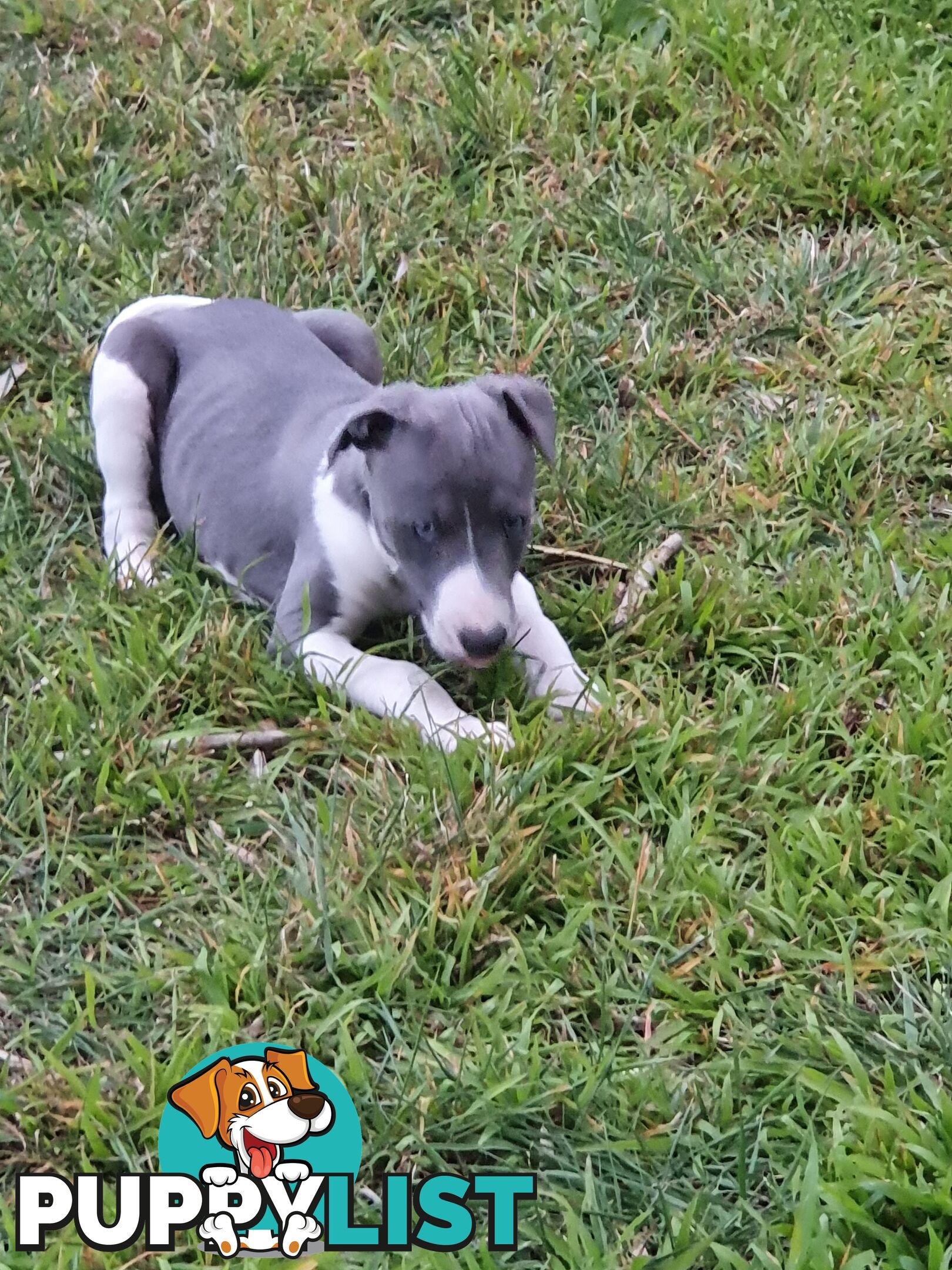 Whippet Puppies