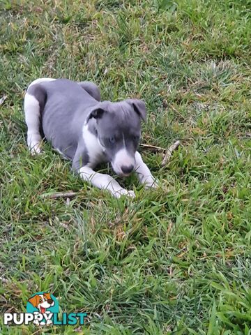 Whippet Puppies