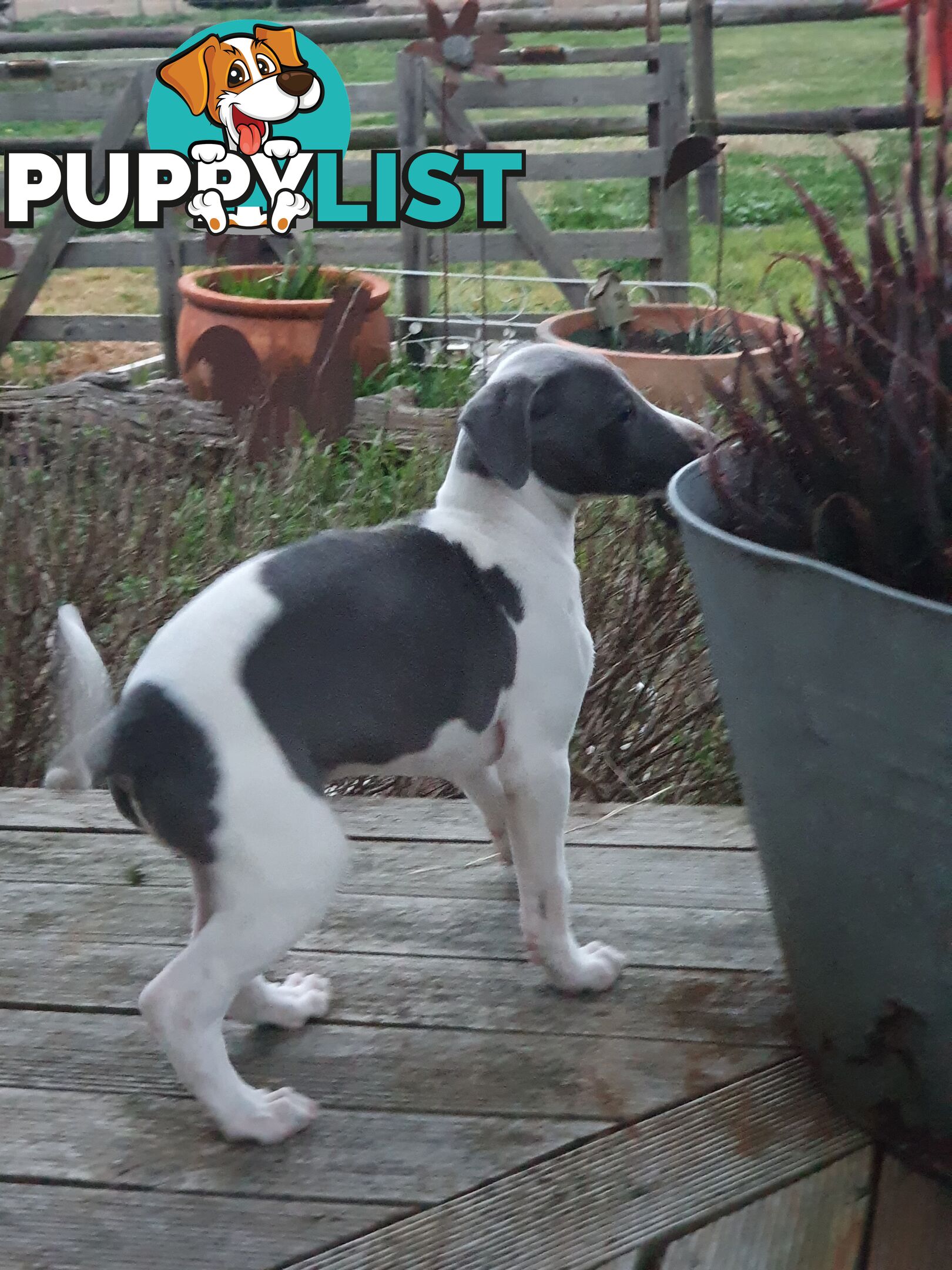 Whippet Puppies