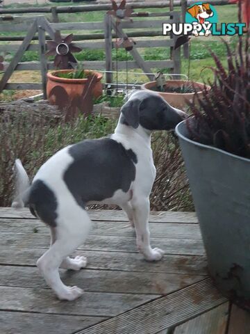 Whippet Puppies