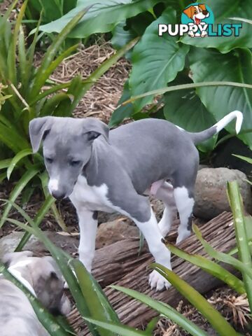 Whippet Puppies