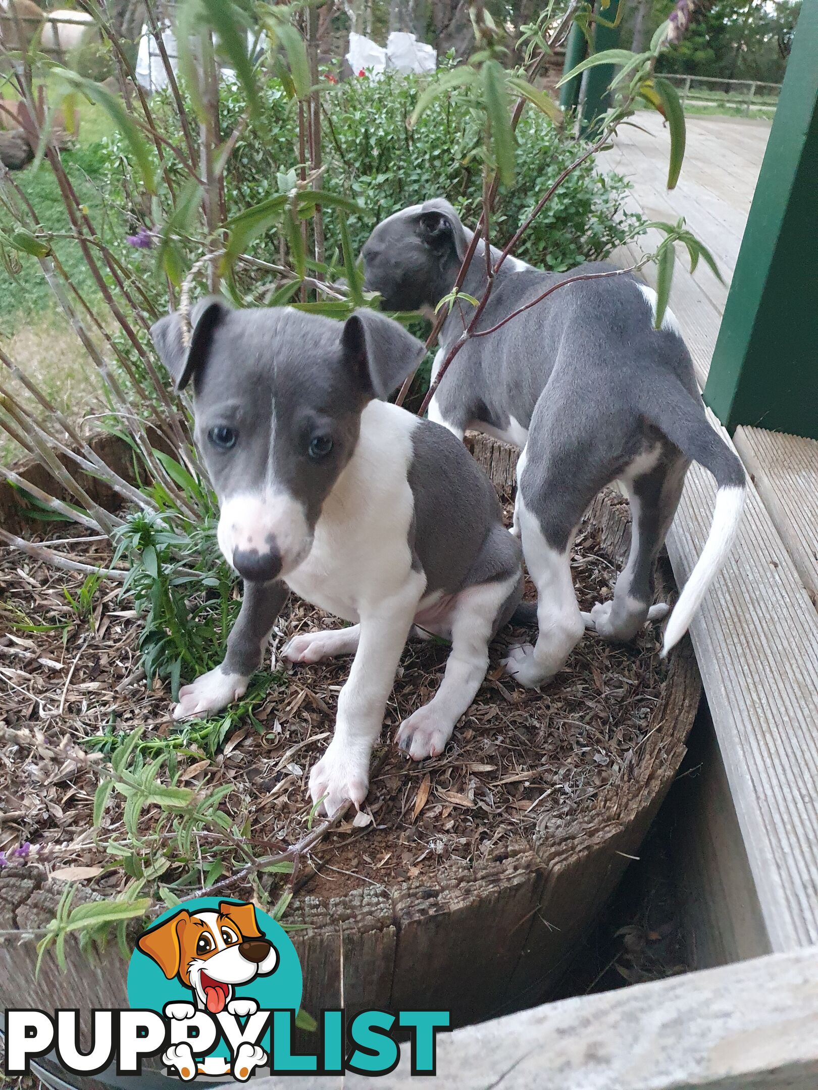 Whippet Puppies