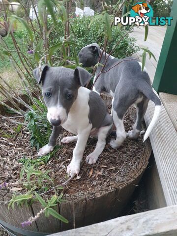 Whippet Puppies