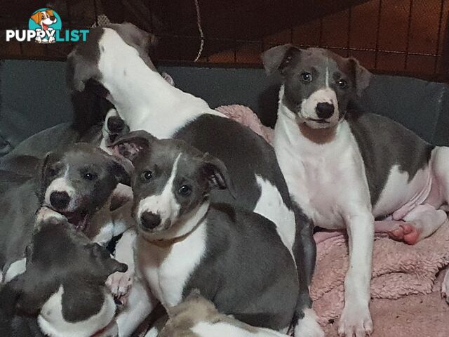 Whippet Puppies