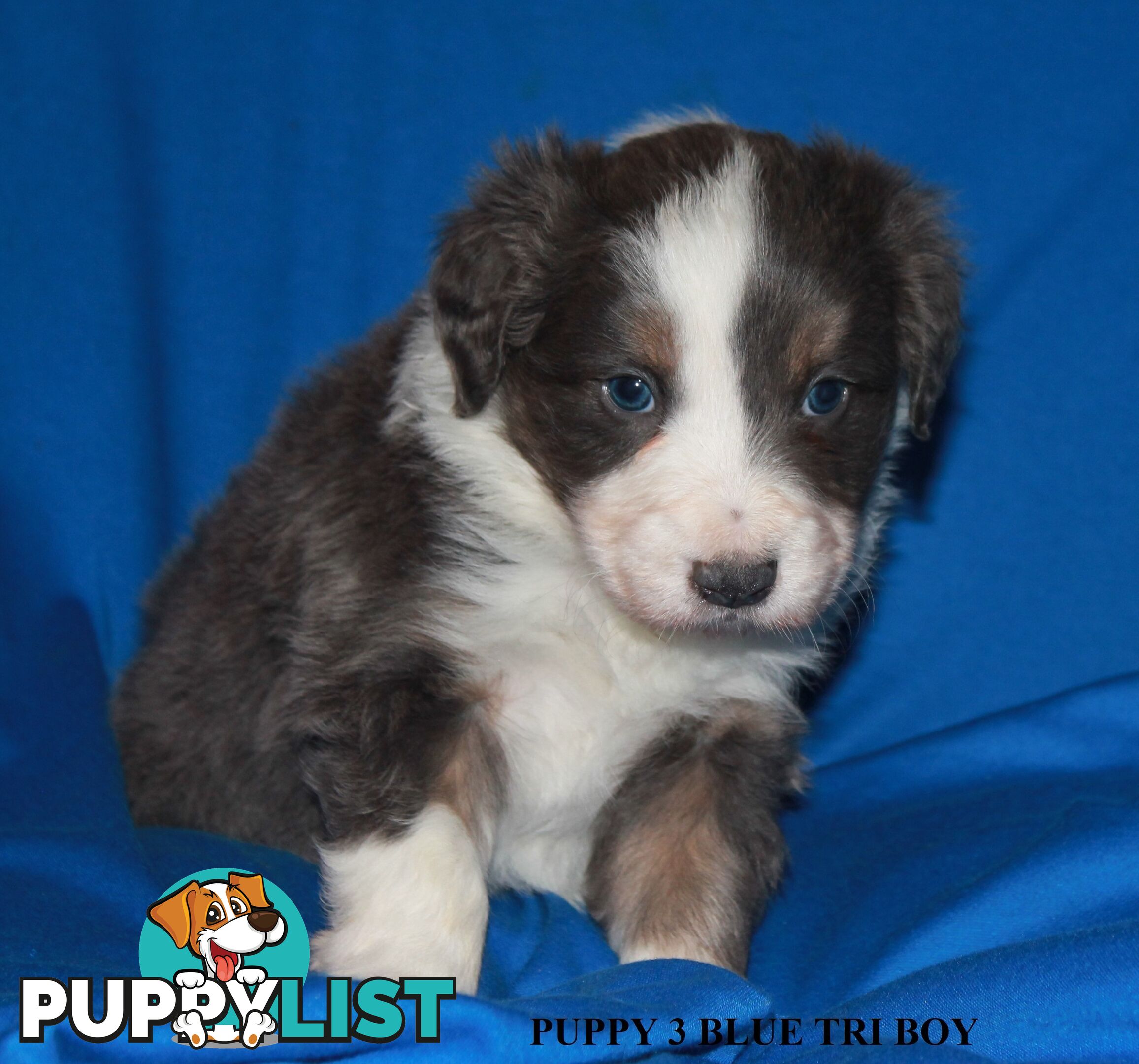 🎶BORDER COLLIE PUPPIES MDBA PEDIGREED PUREBRED🎶