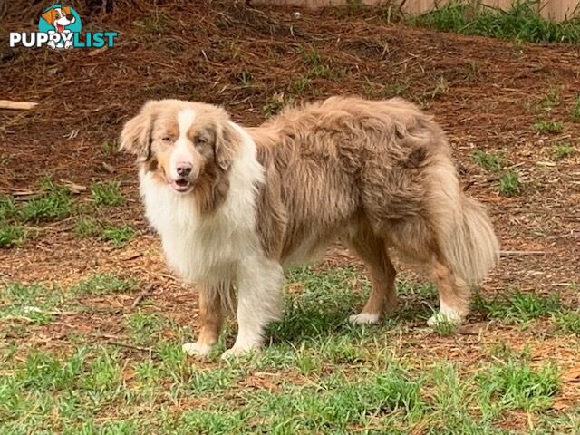 🎶BORDER COLLIE PUPPIES MDBA PEDIGREED PUREBRED🎶