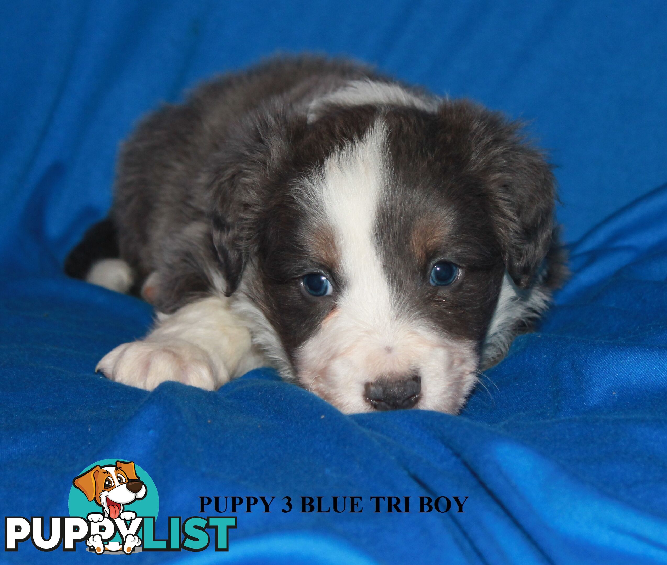 🎶BORDER COLLIE PUPPIES MDBA PEDIGREED PUREBRED🎶