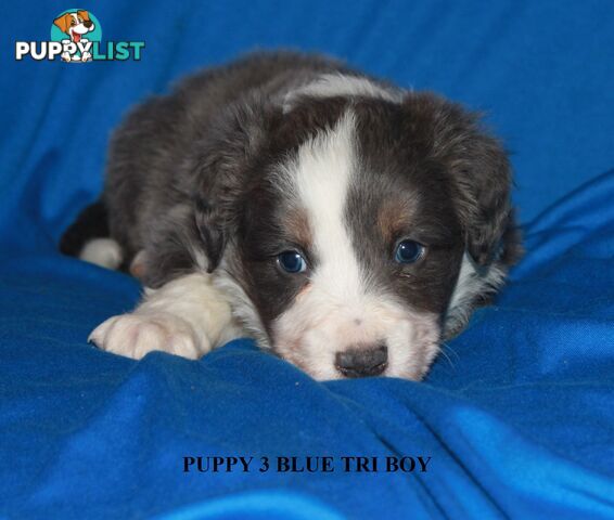 🎶BORDER COLLIE PUPPIES MDBA PEDIGREED PUREBRED🎶