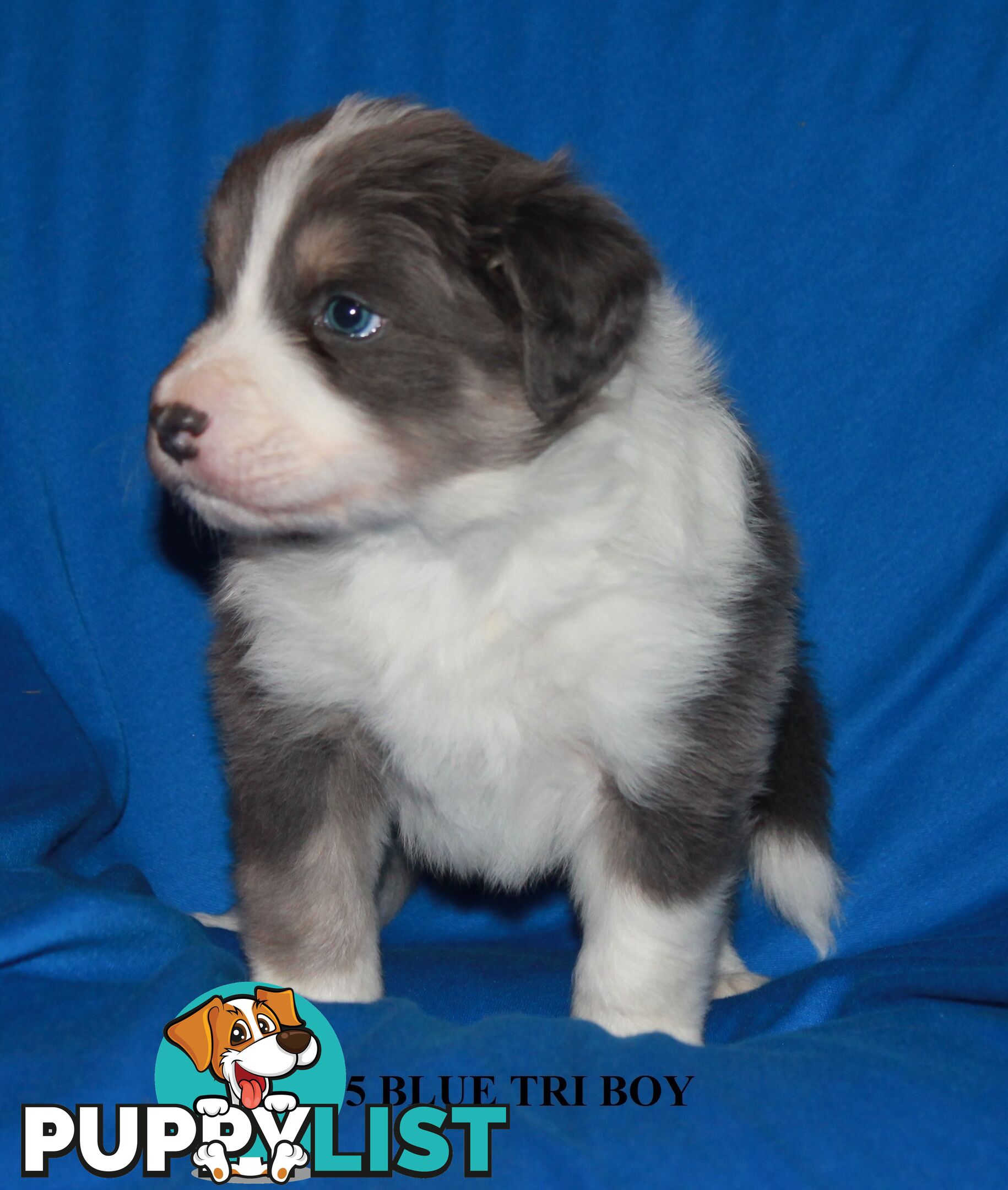 🎶BORDER COLLIE PUPPIES MDBA PEDIGREED PUREBRED🎶