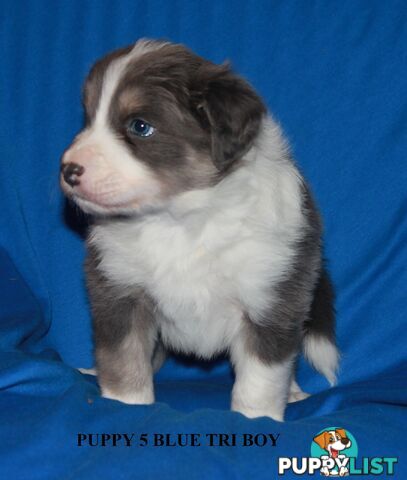 🎶BORDER COLLIE PUPPIES MDBA PEDIGREED PUREBRED🎶