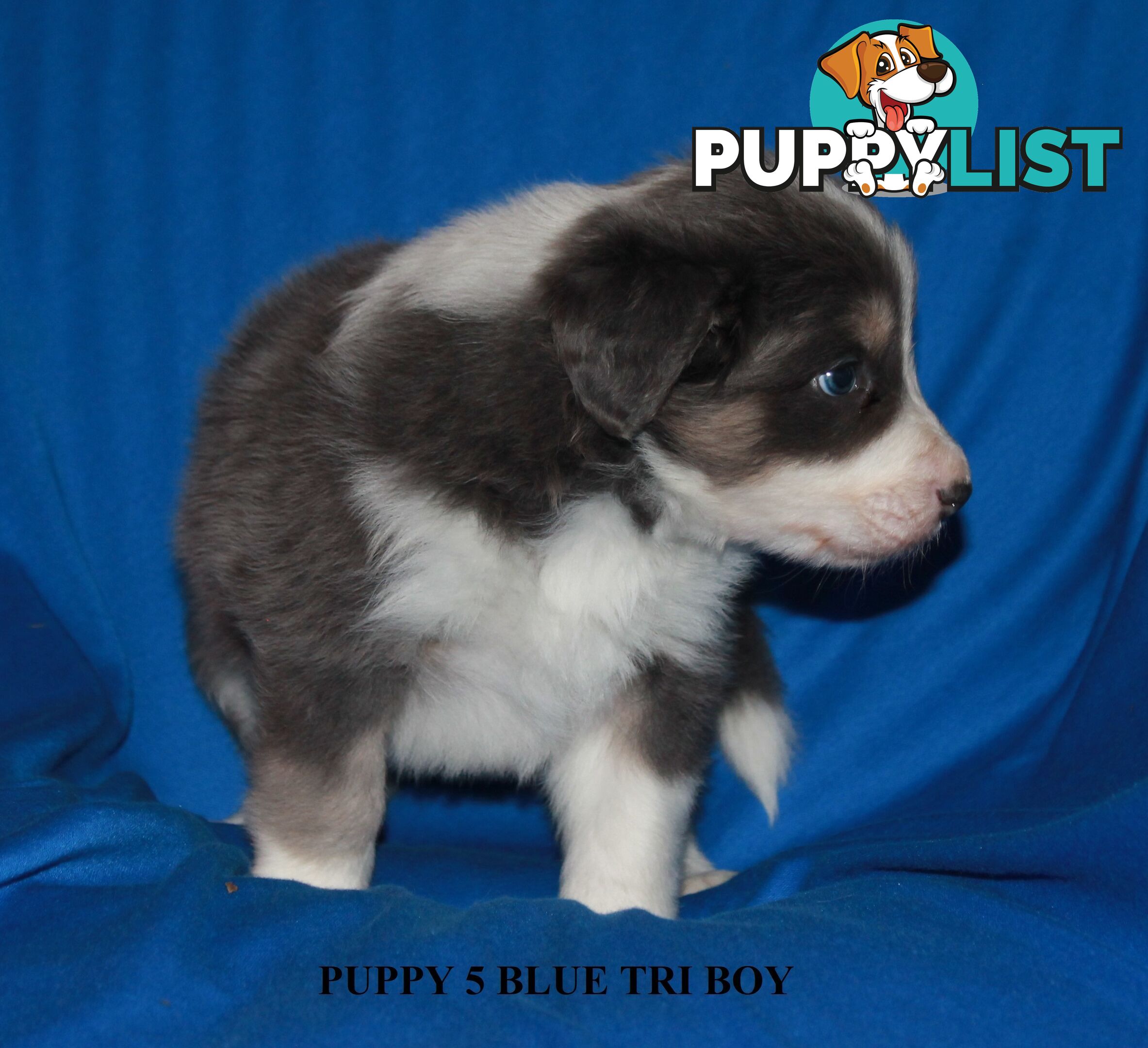 🎶BORDER COLLIE PUPPIES MDBA PEDIGREED PUREBRED🎶