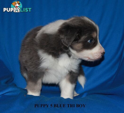 🎶BORDER COLLIE PUPPIES MDBA PEDIGREED PUREBRED🎶