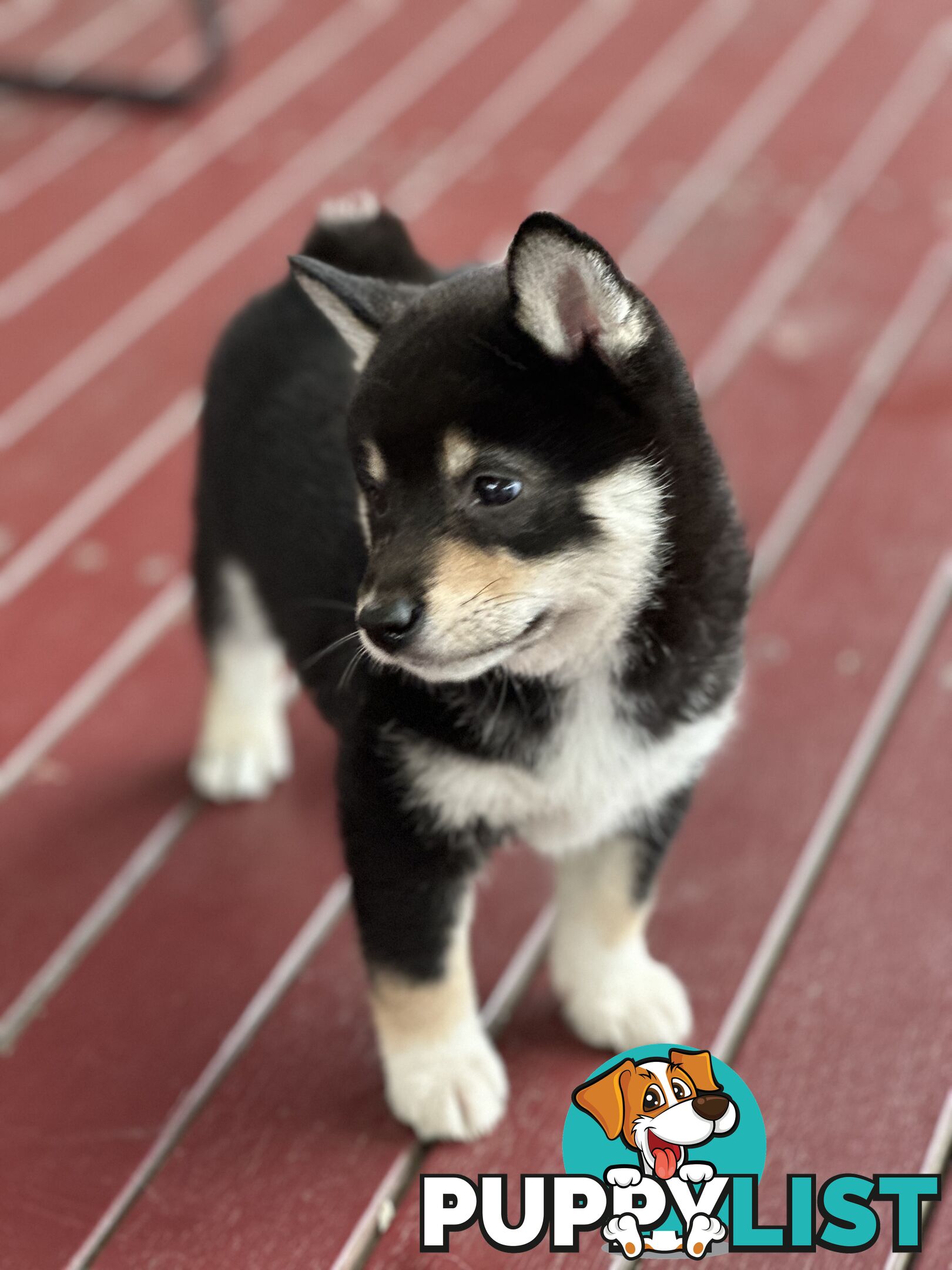 Pure breed Shiba Inu male pup