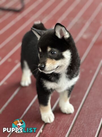 Pure breed Shiba Inu male pup