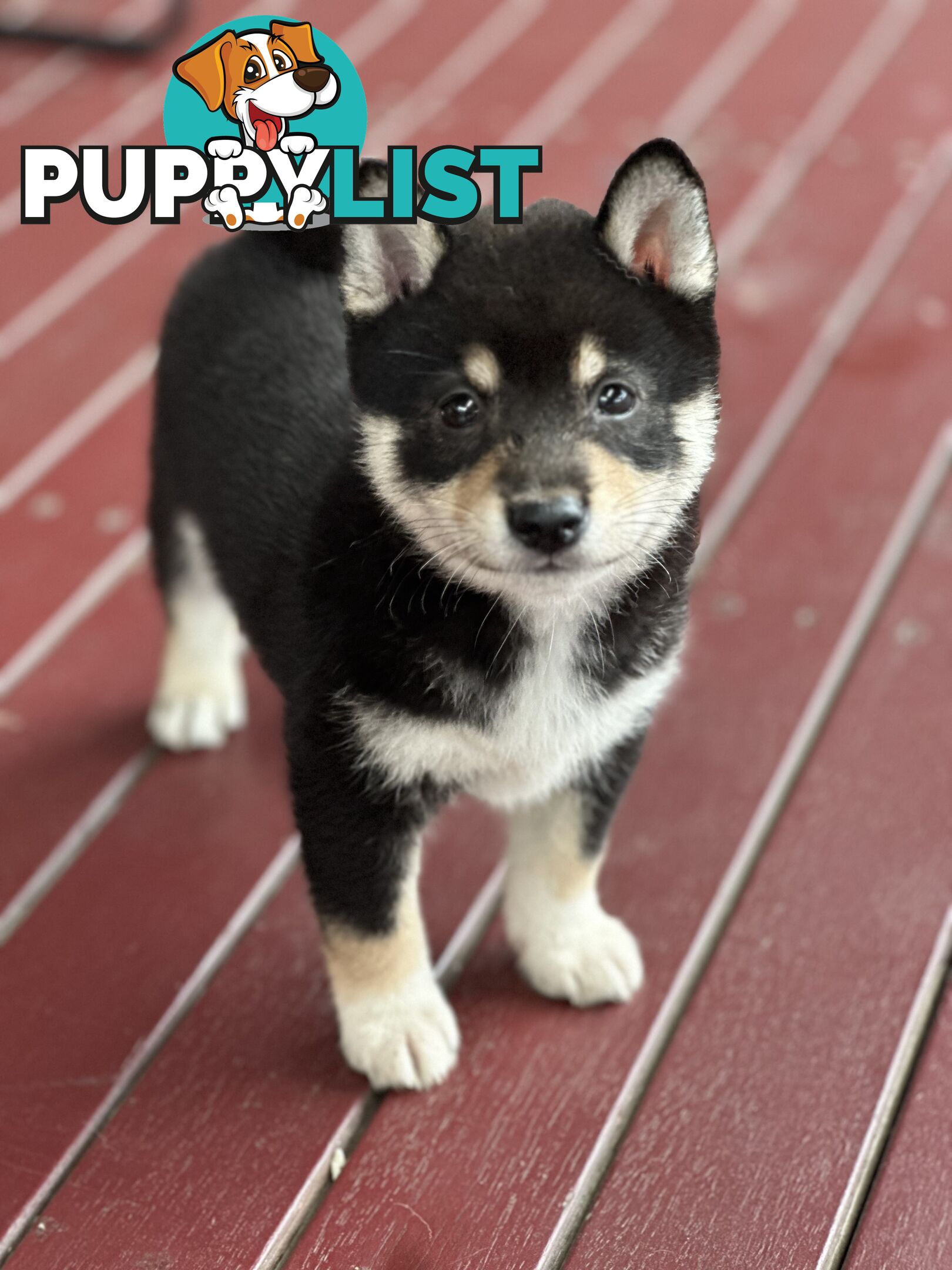 Pure breed Shiba Inu male pup