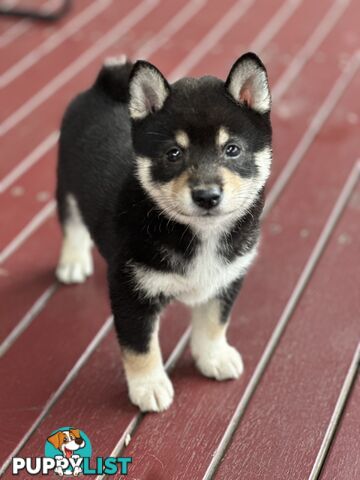 Pure breed Shiba Inu male pup