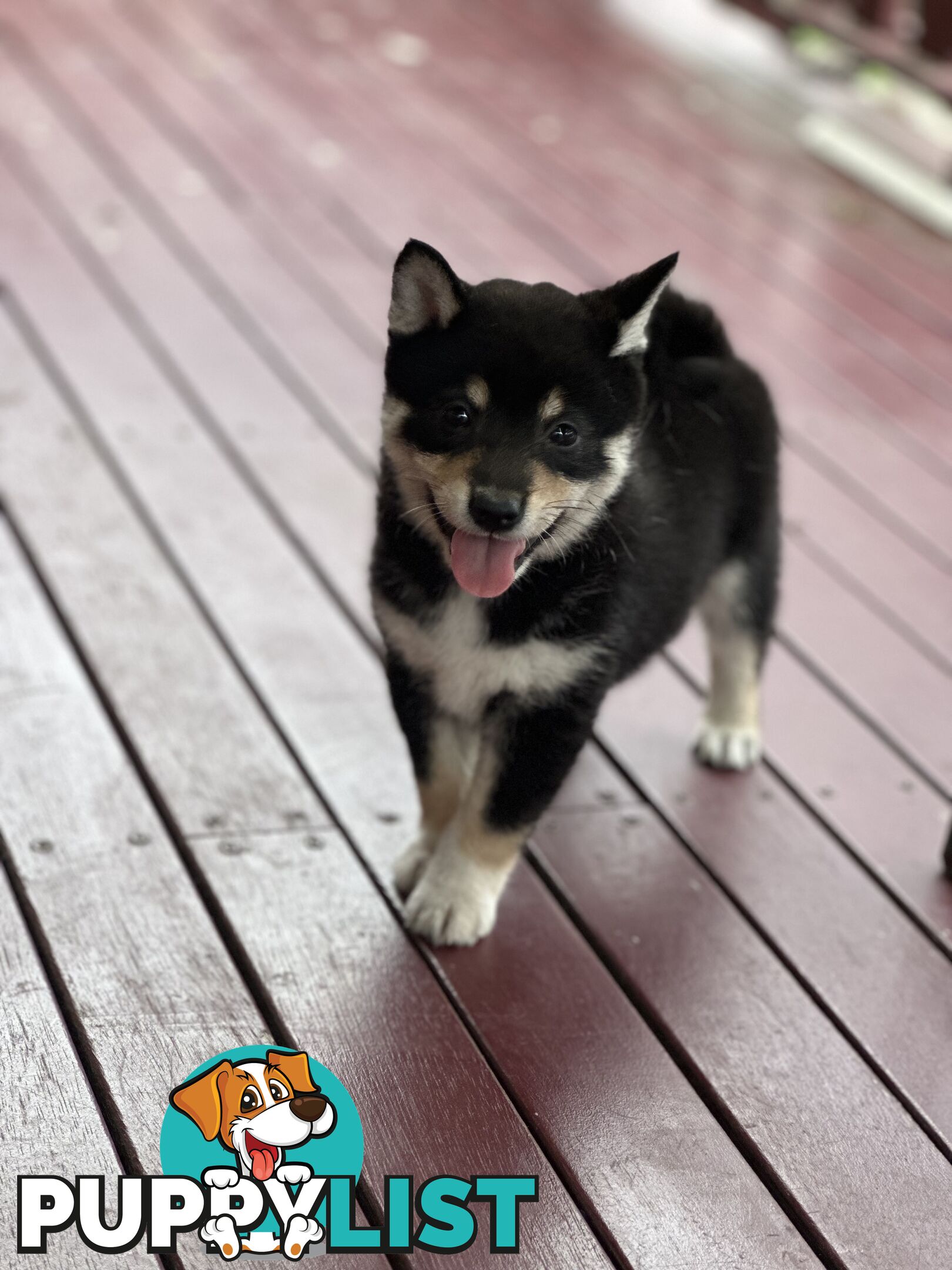 Pure breed Shiba Inu male pup