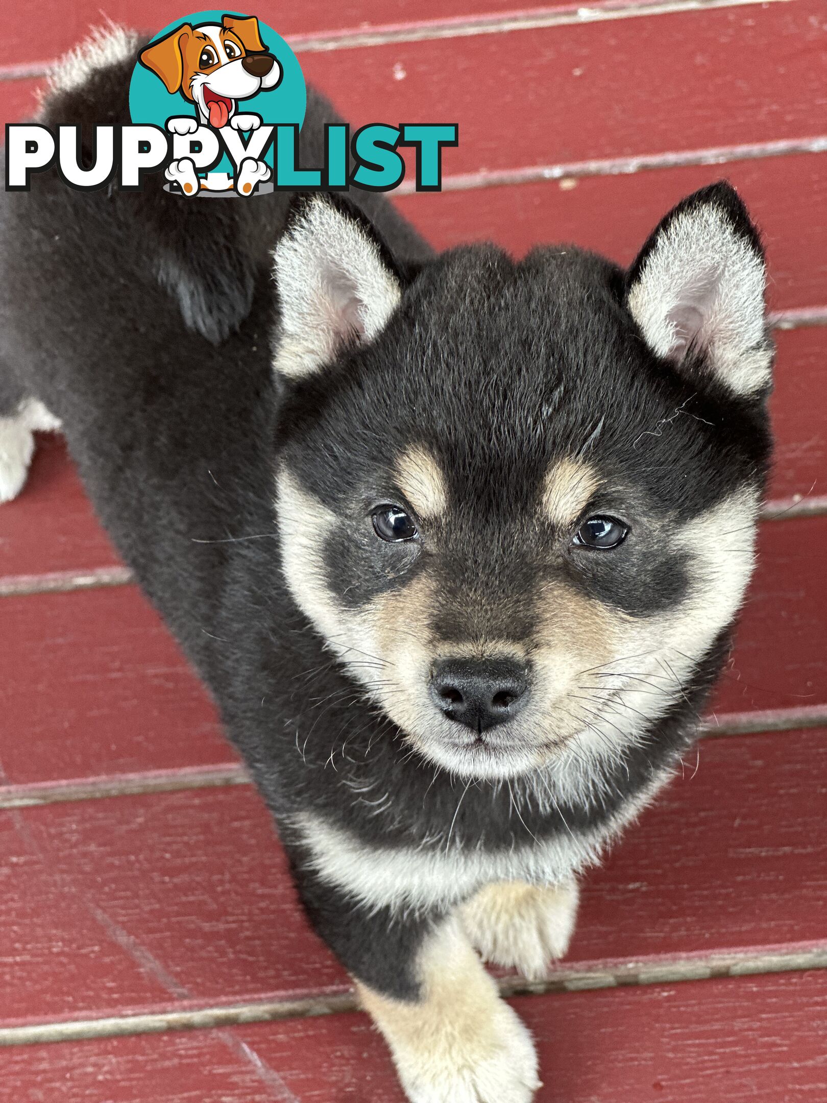 Pure breed Shiba Inu male pup