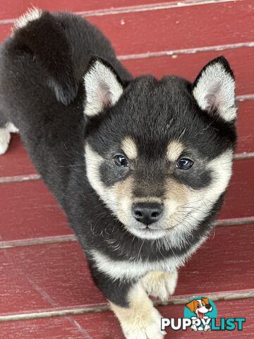 Pure breed Shiba Inu male pup