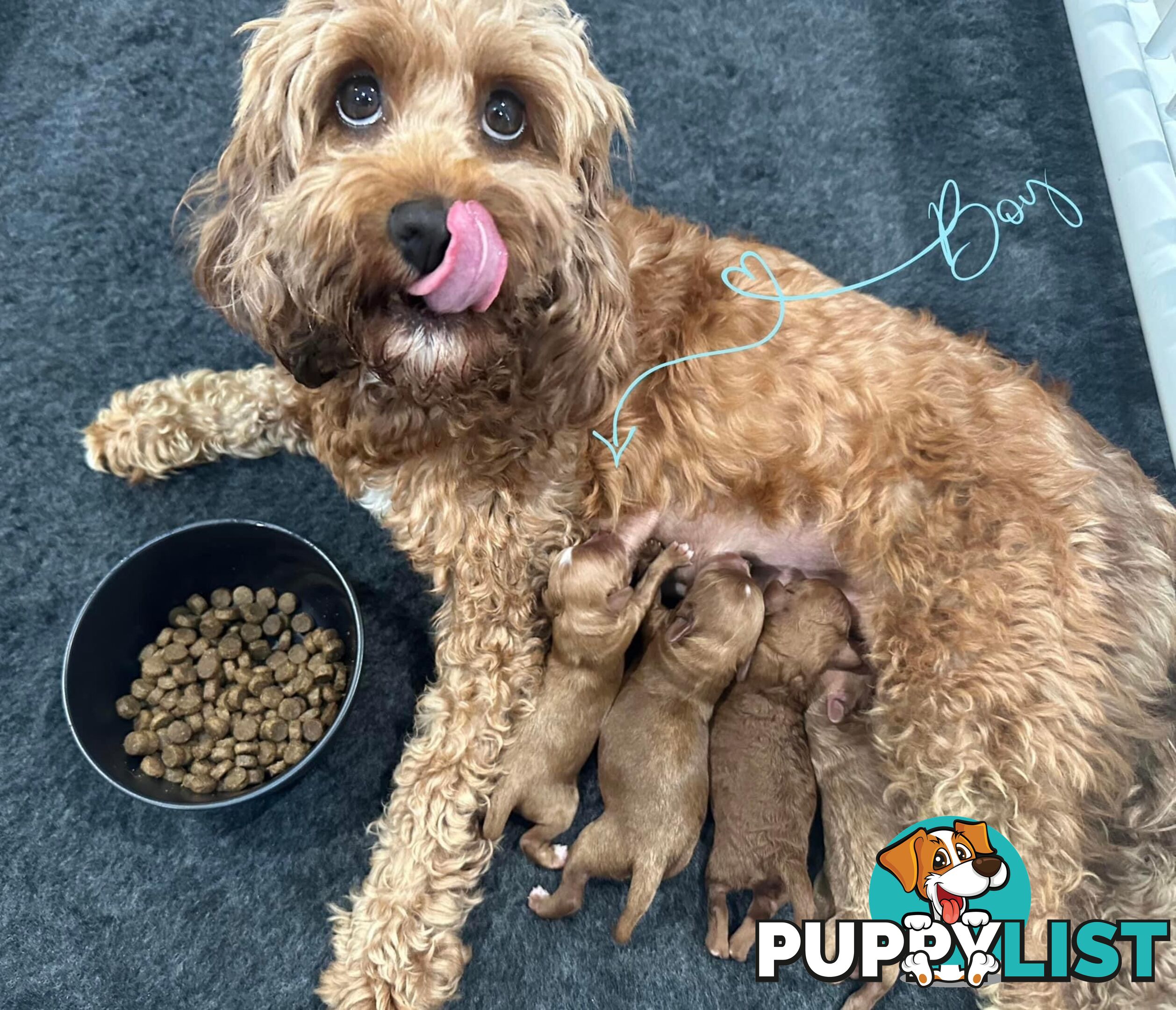 Tiny Teddy Bear Toy Cavoodles