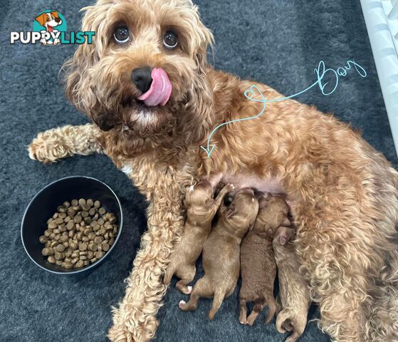 Tiny Teddy Bear Toy Cavoodles