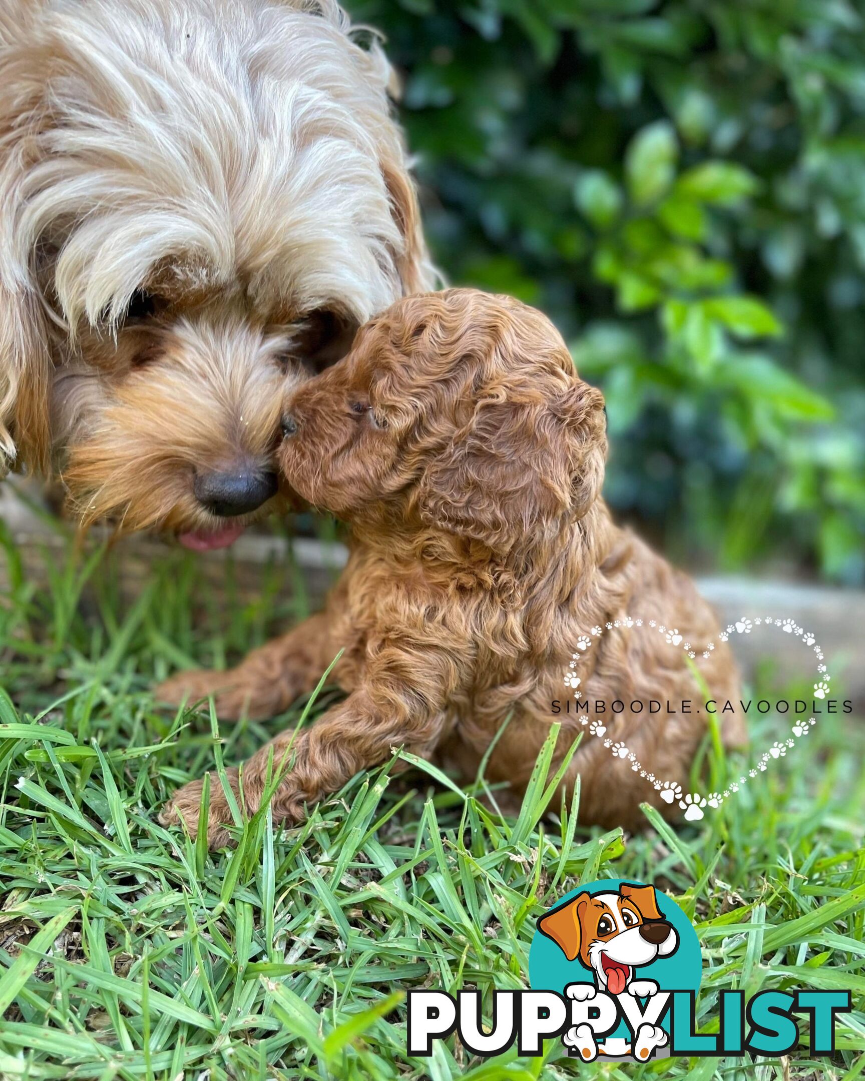 Tiny Teddy Bear Toy Cavoodles