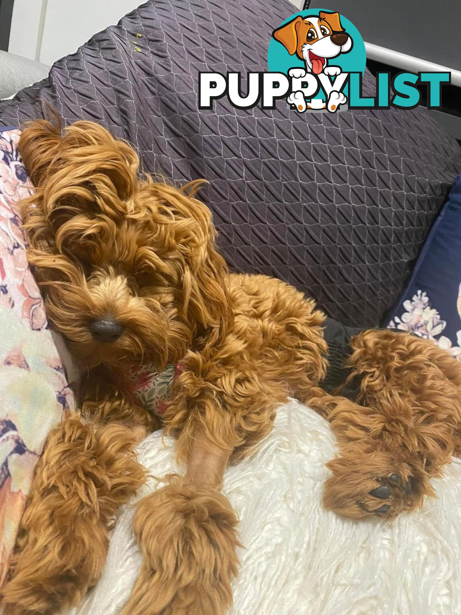 Tiny Teddy Bear Toy Cavoodles