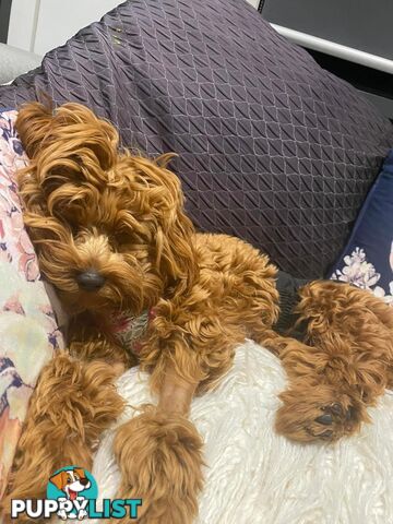 Tiny Teddy Bear Toy Cavoodles