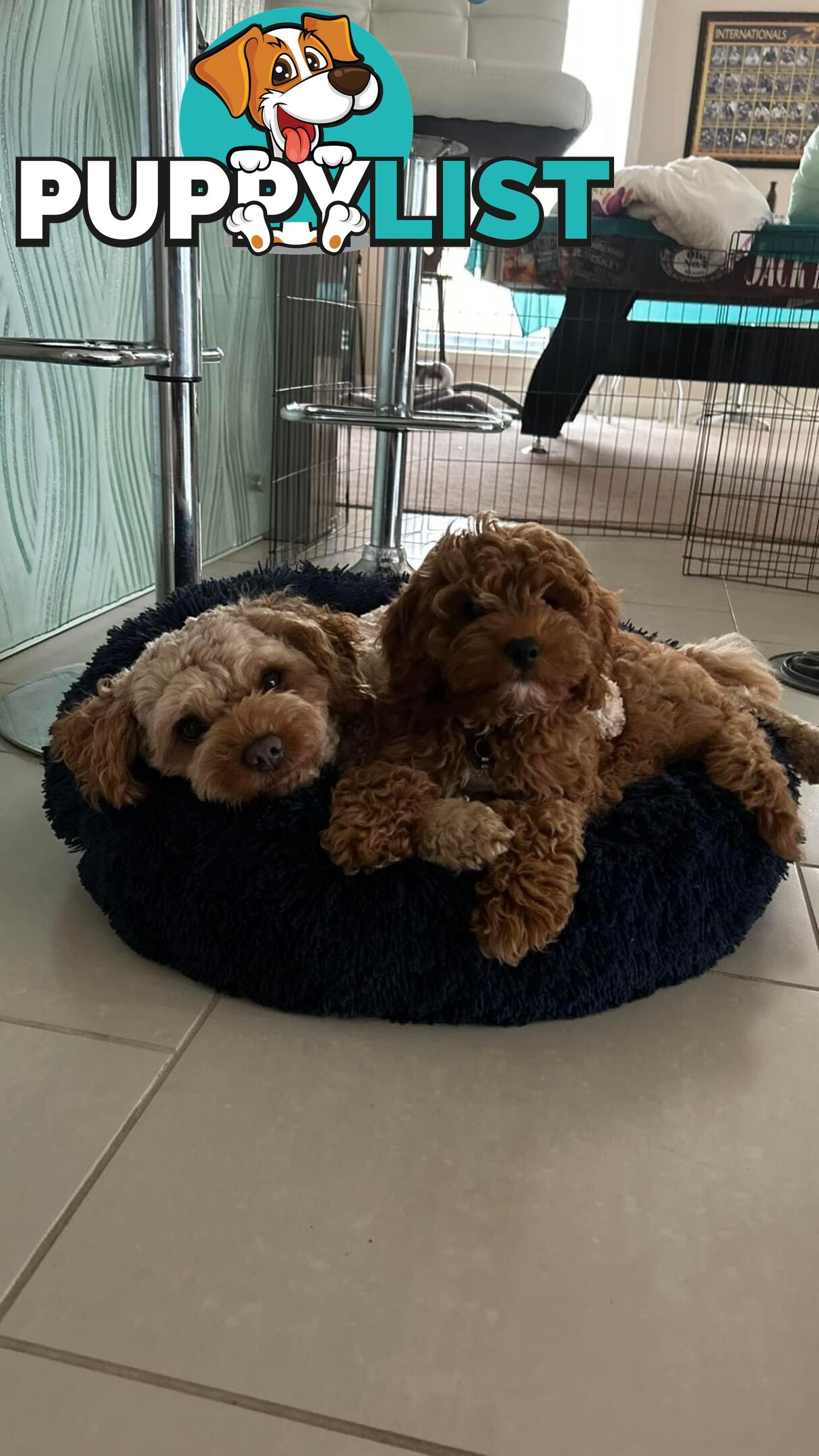 Tiny Teddy Bear Toy Cavoodles