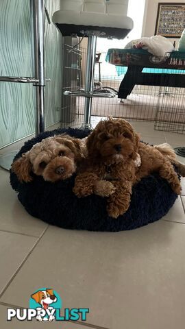 Tiny Teddy Bear Toy Cavoodles