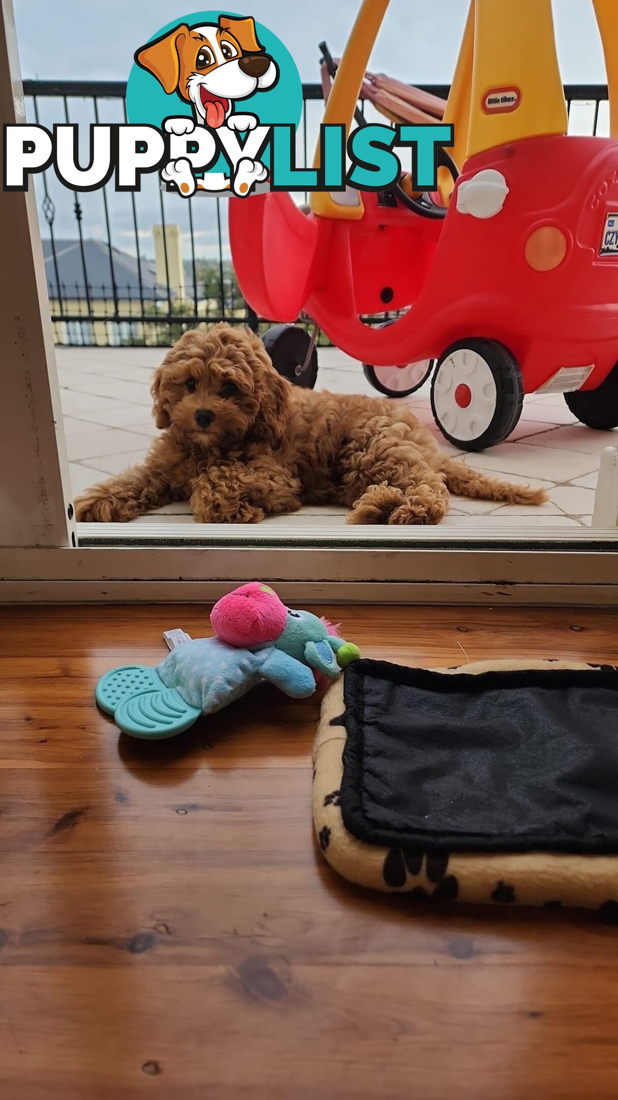 Tiny Teddy Bear Toy Cavoodles