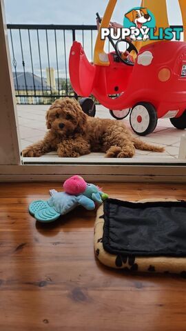 Tiny Teddy Bear Toy Cavoodles