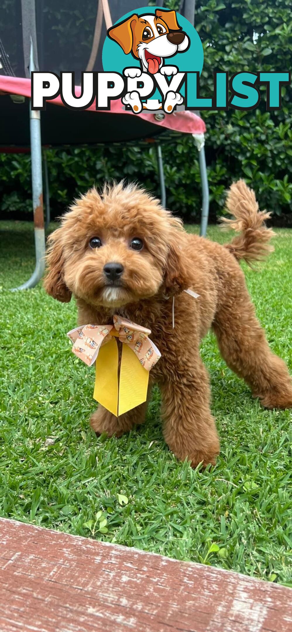 Tiny Teddy Bear Toy Cavoodles