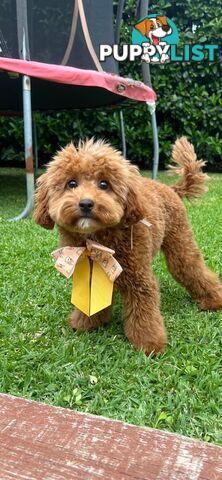 Tiny Teddy Bear Toy Cavoodles