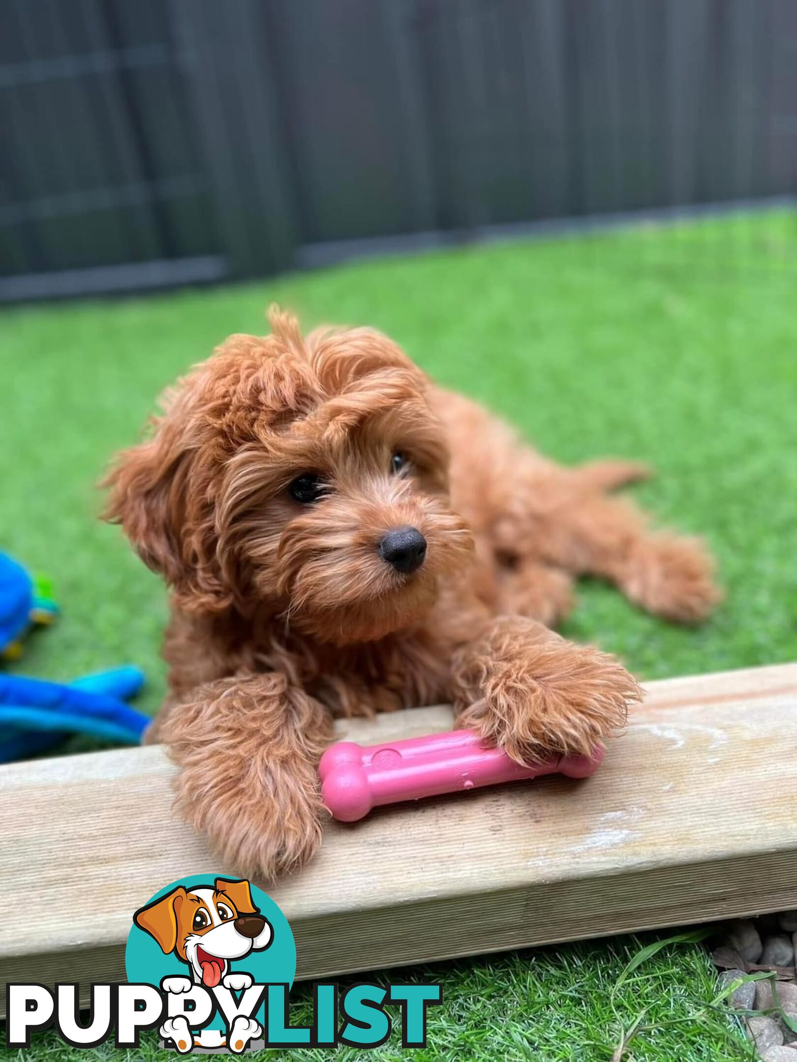 Tiny Teddy Bear Toy Cavoodles