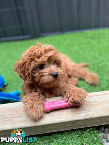 Tiny Teddy Bear Toy Cavoodles