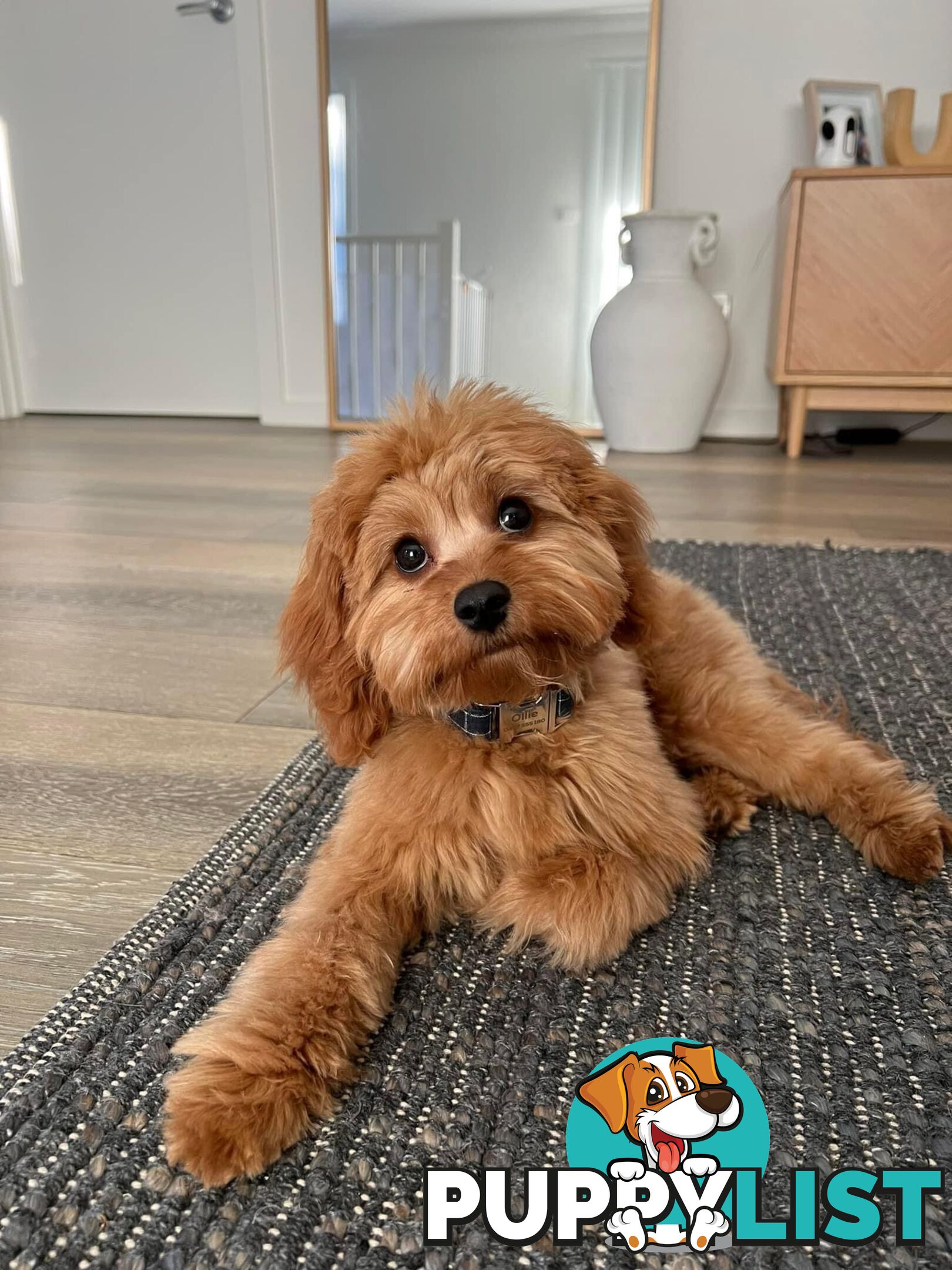 Tiny Teddy Bear Toy Cavoodles