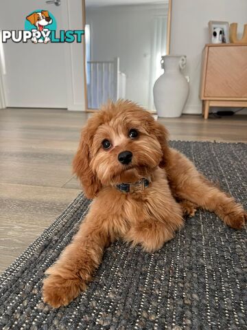 Tiny Teddy Bear Toy Cavoodles