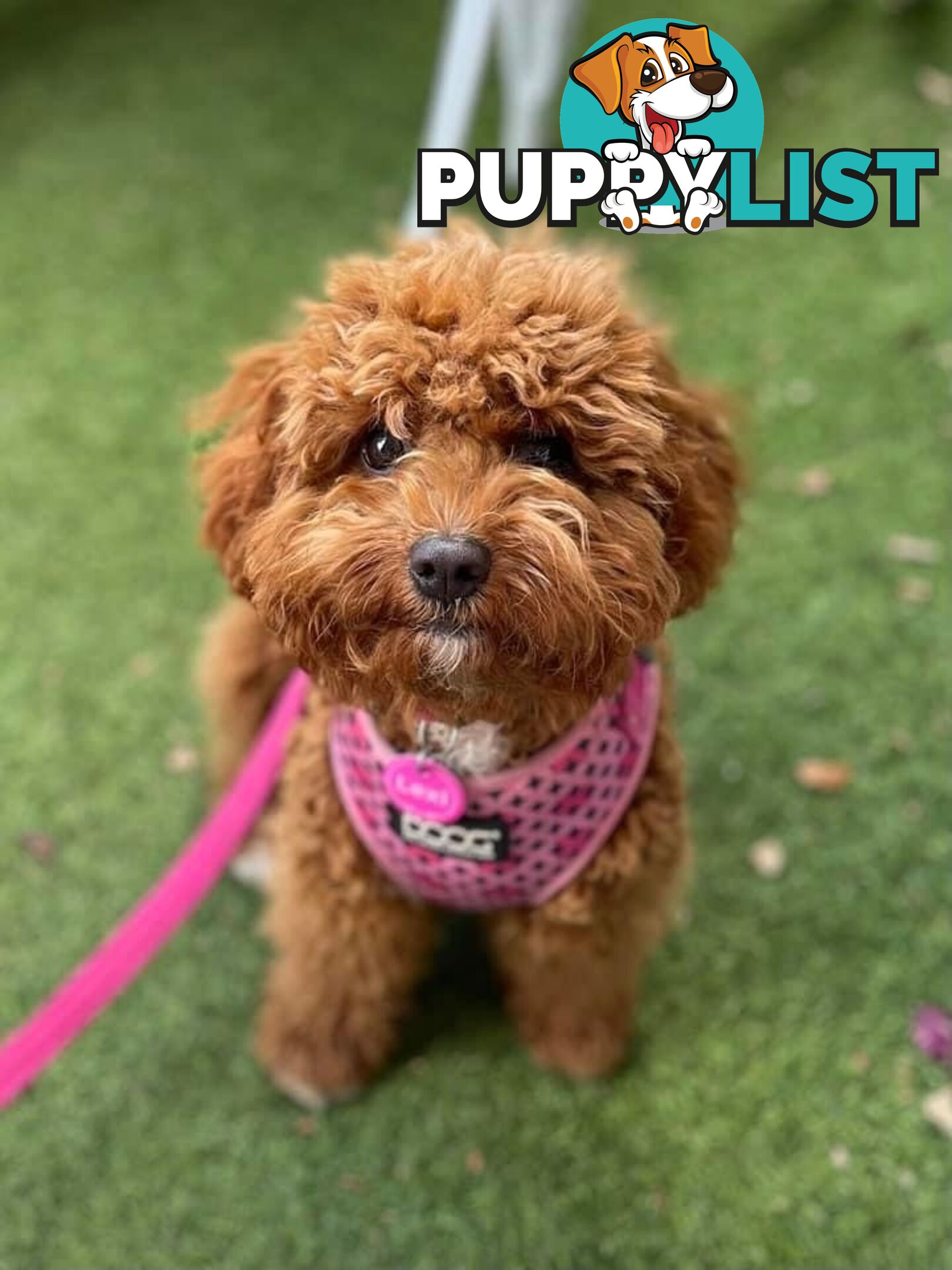 Tiny Teddy Bear Toy Cavoodles